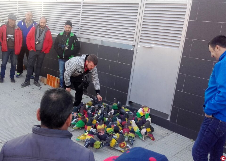 Los mejores palomos deportivos de la comarca se reúnen en Aspe para disputar las dos últimas sueltas del torneo