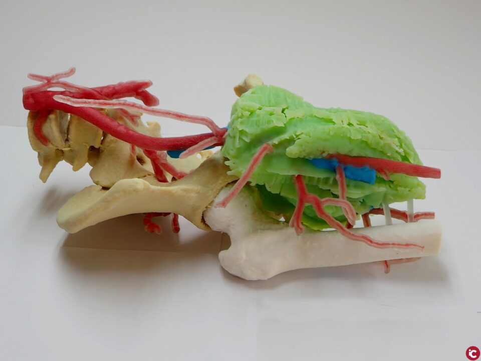 AIJU reproduce un biomodelo impreso en 3D que ayuda a planificar cirugías tumorales complejas