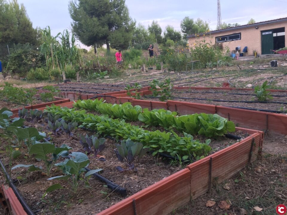 Sax organiza un curso de iniciación al huerto ecológico