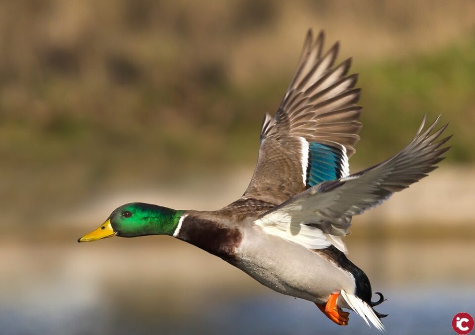 La exposición fotográfica de Miguel Ángel Berbegal reivindica la avifauna del Alto Vinalopó
