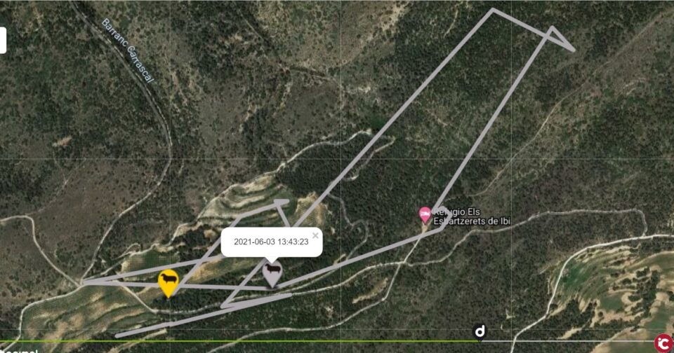 (Ajuntament d'Ibi). Un any més