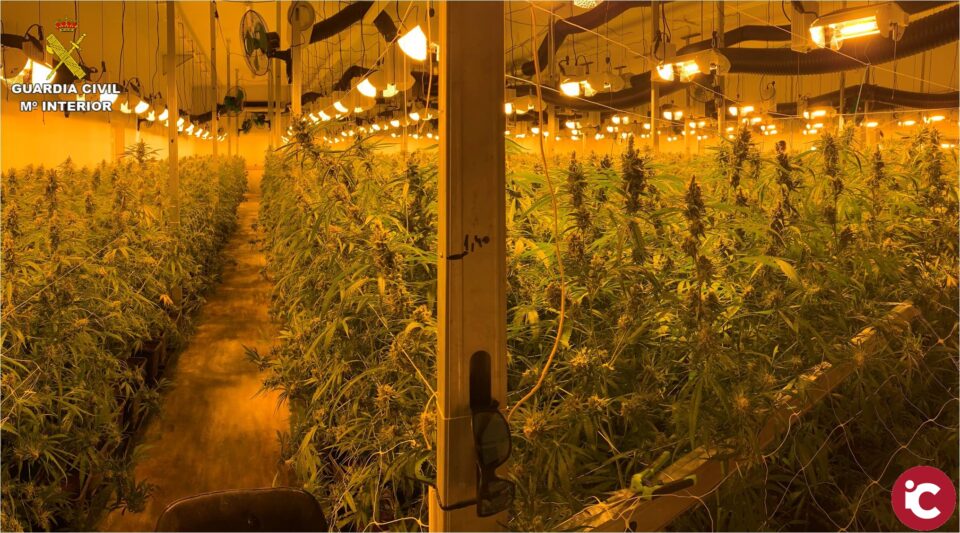 La Guardia Civil desarticula una organización criminal en Sax e incauta casi 5.000 plantas de marihuana