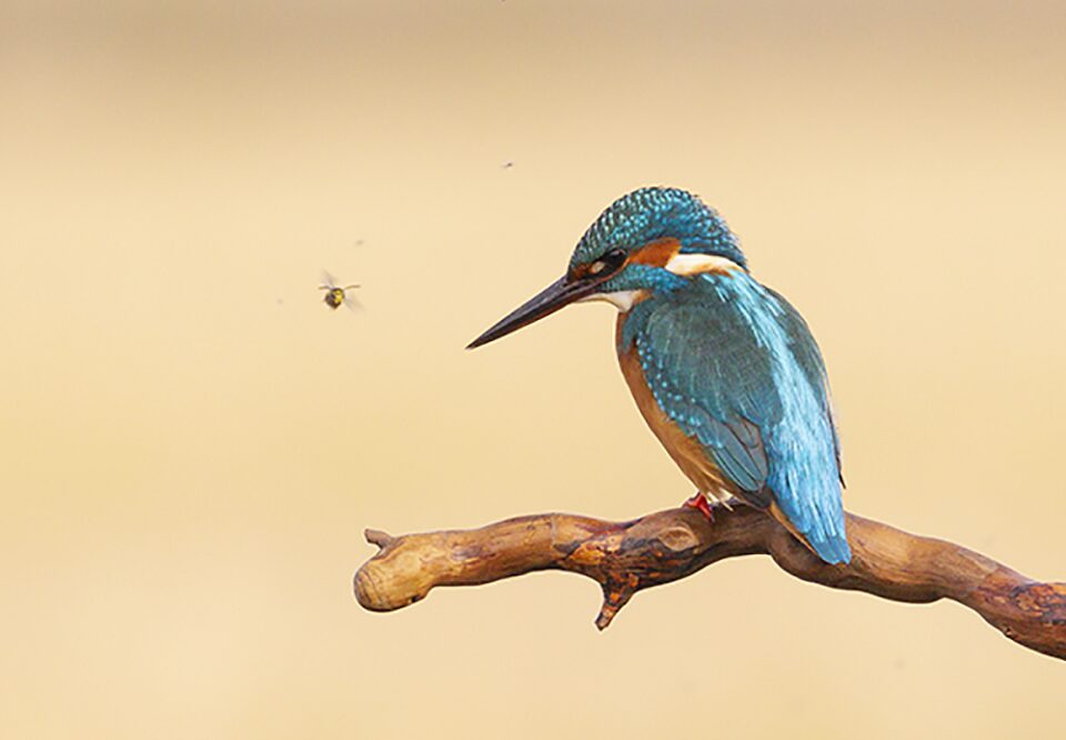 Medio Ambiente destaca el valor pedagógico de la expo fotográfica sobre avifauna de Berbegal