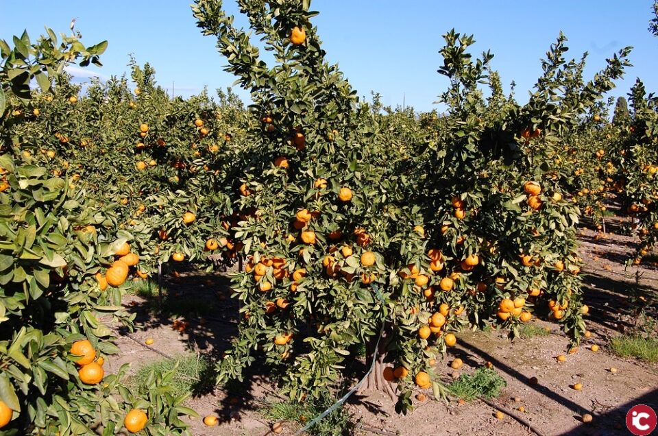 LA UNIÓ demana que la suspensió acordada dels aranzels entre els EUA i la UE siga definitiva