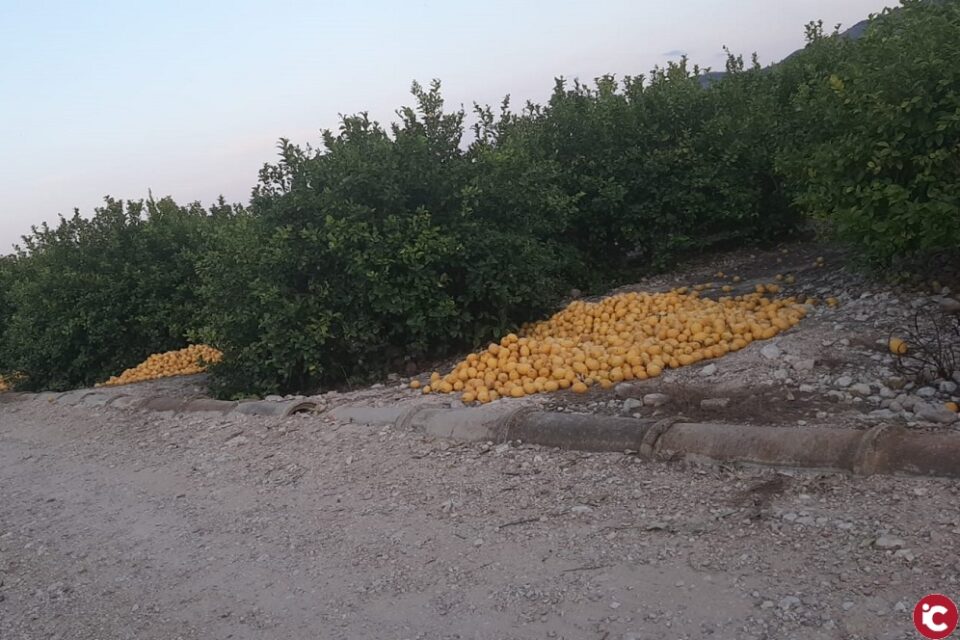 ASAJA Alicante considera catastrófica la campaña del limón alicantino y estima unas pérdidas de 110 millones de euros