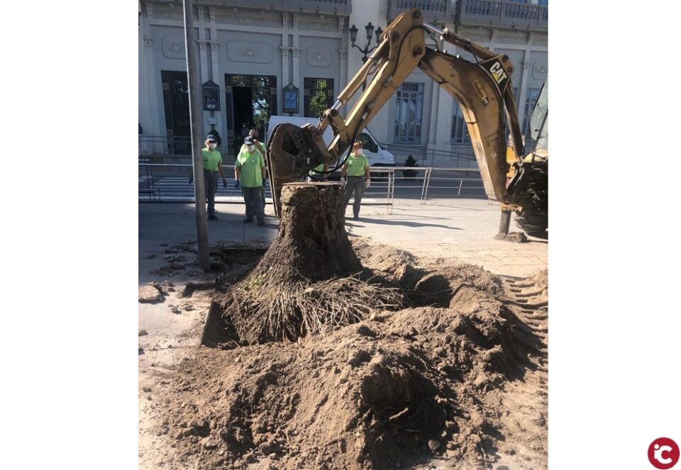 Parques y Jardines actúa en la repoblación del Paseo Chapí con la sustitución de chopos enfermos y replantación de arces retirados del colegio Celada