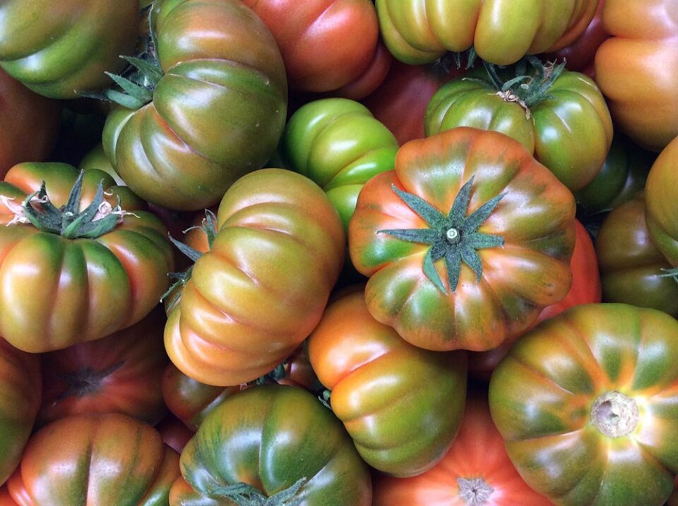 Se inicia la campaña de comercialización del 'Tomate Muchamiel' para apoyar a los productores y posicionar el producto local y de calidad