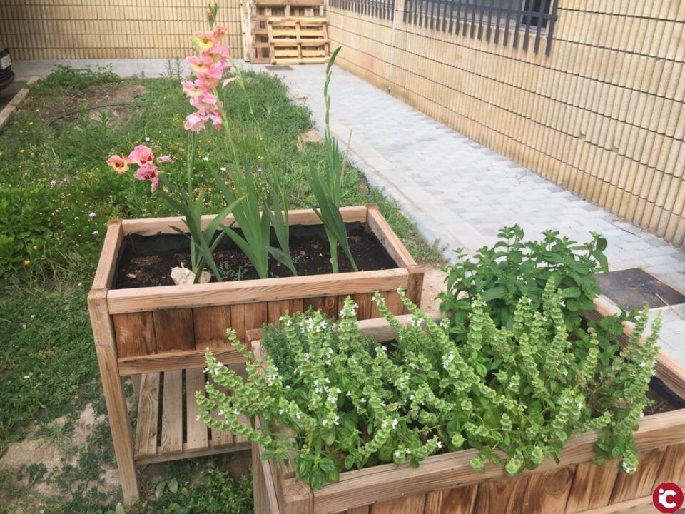 El 'huerto terapéutico' del Hospital de Elda cumple tres años