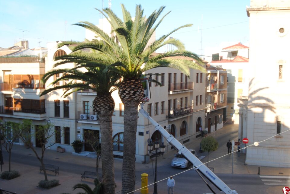 El Ayuntamiento inicia la campaña de tratamiento de lucha contra la plaga del picudo rojo en las palmeras