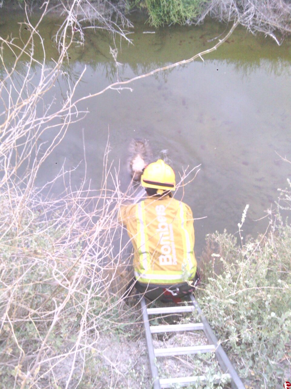 Los bomberos de Villena rescatan a un perro que estaba varios días en el interior de la Acequia del Rey.