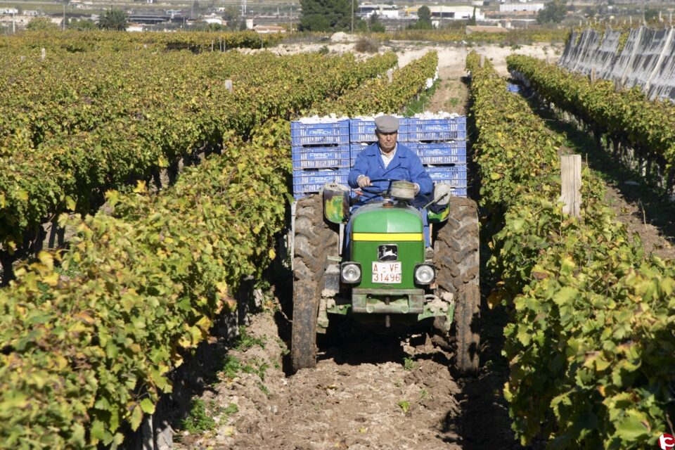 Monforte ofrece una reducción del Ibi Rústico y una bonificación a los suelos urbanos destinados a producción agrícola