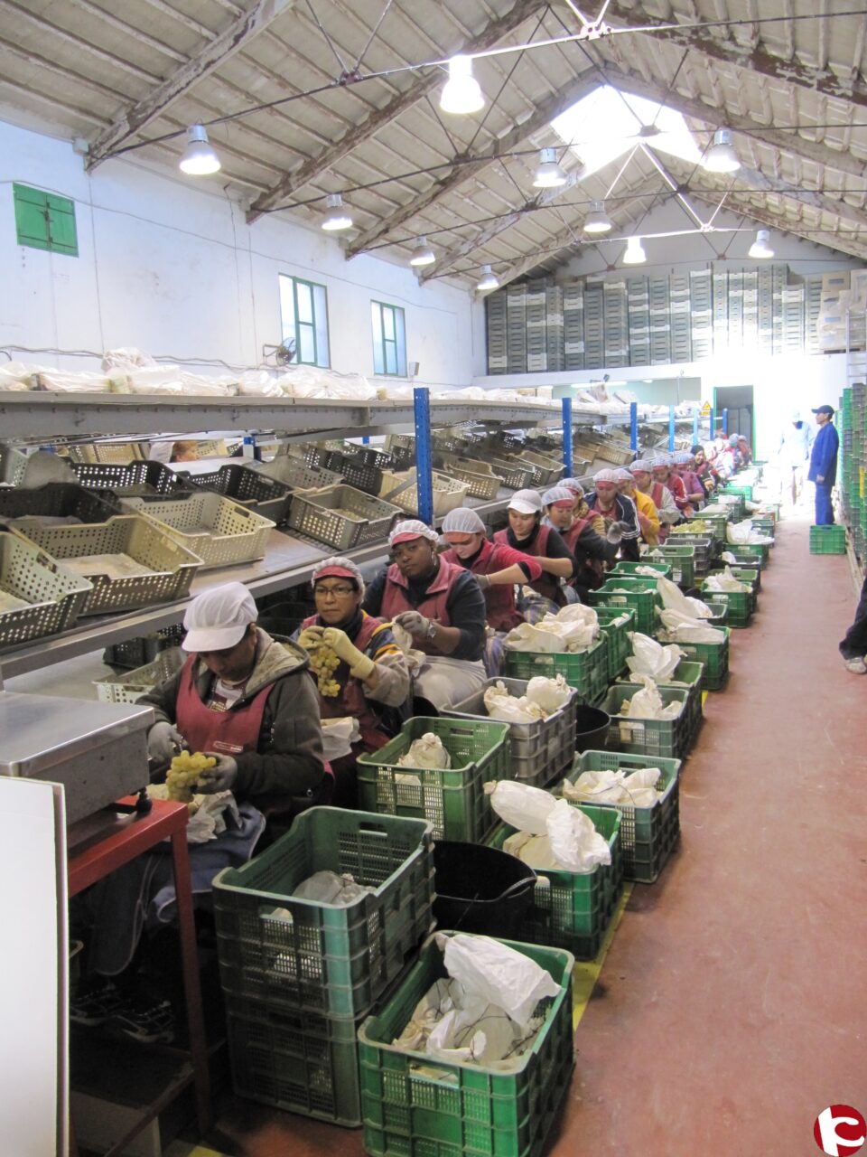 Novelda activa su sistema de recogida de sacos de uva y espera alcanzar más de 30.000 kilos de este residuo