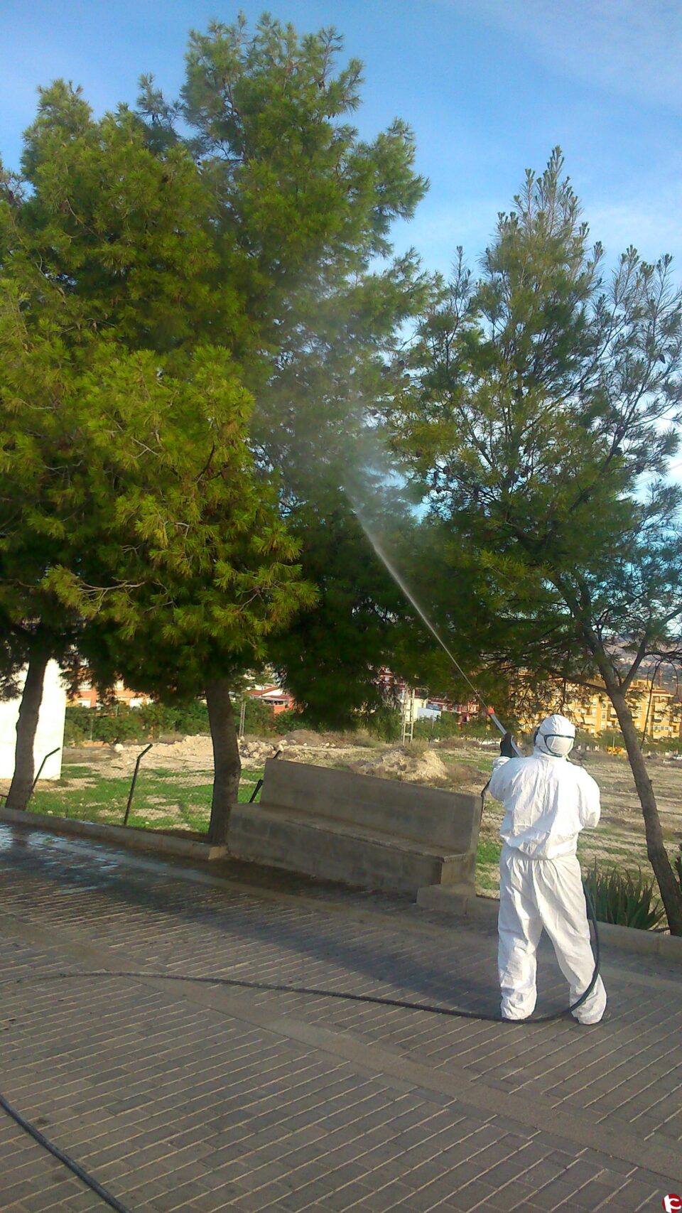 El Ayuntamiento de Aspe actúa contra la procesionaria en los pinos del municipio