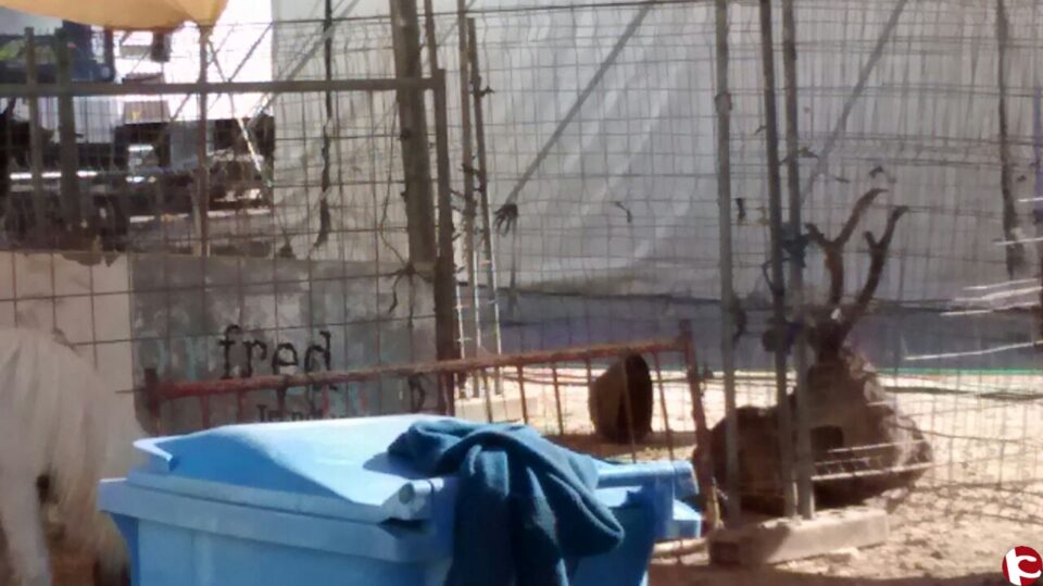 Artículo de la Plataforma Animalista de Villena: "¿ES VILLENA UNA CIUDAD SIN CIRCOS CON ANIMALES O NO? "