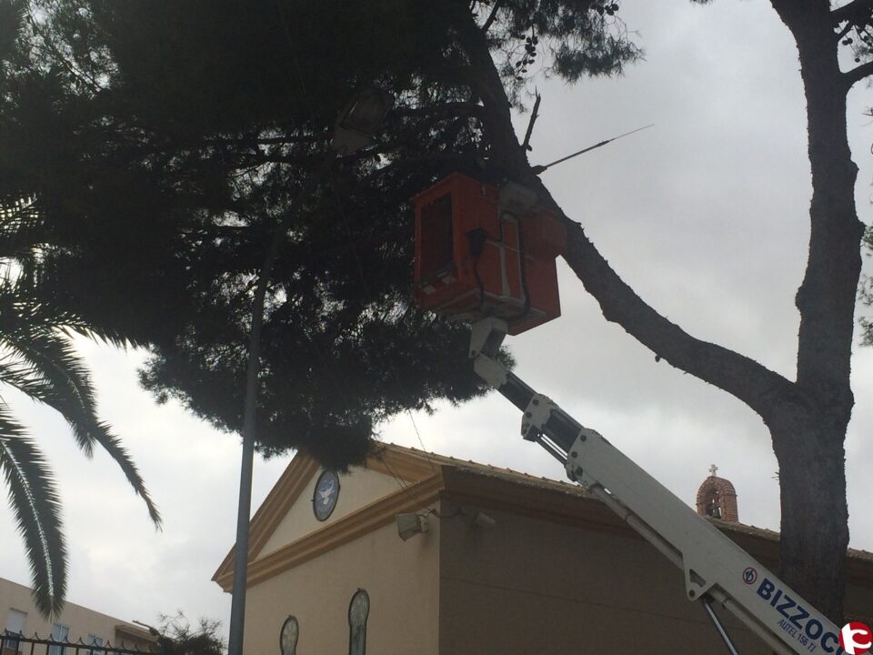 EL AYUNTAMIENTO DE ASPE PODA LAS RAMAS DE LOS PINOS DEL ASILO PARA EVITAR MÁS CAÍDAS