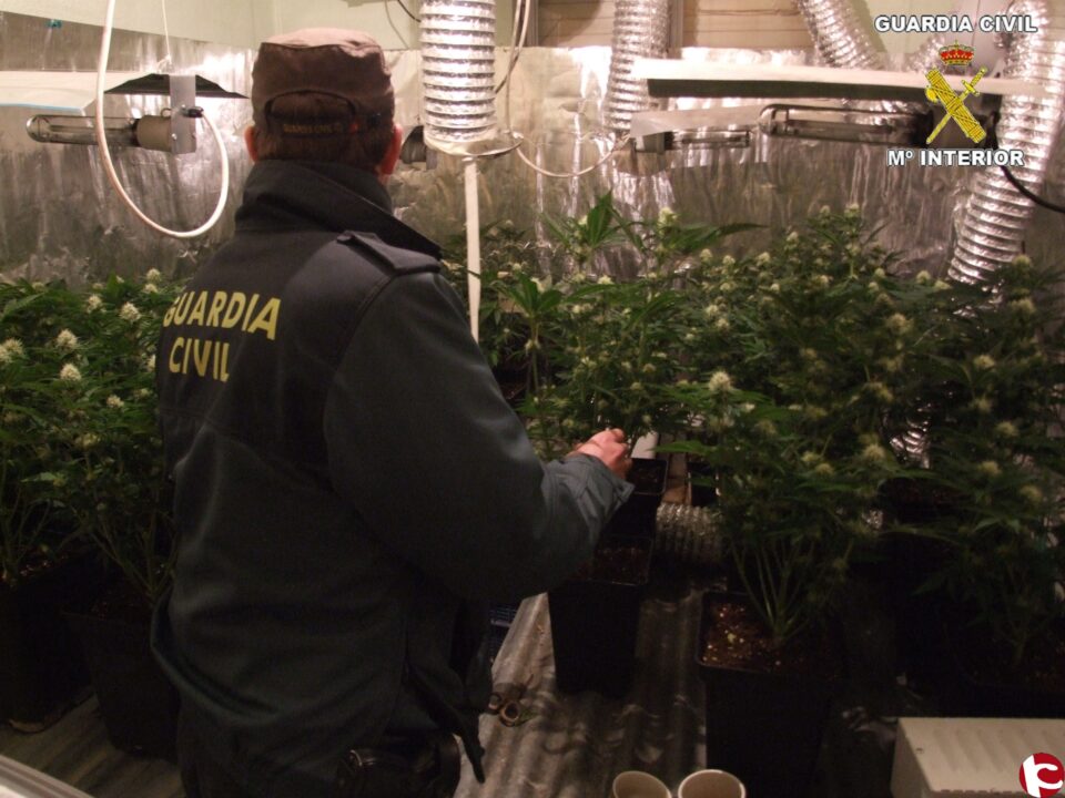 La Guardia Civil desmantela un punto de venta de droga al menudeo y una plantación de marihuana en Villena