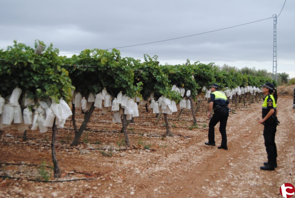 Finaliza la campaña de vigilancia de la uva con una reducción del 65% en sustracciones y un incremento en el número de detenidos