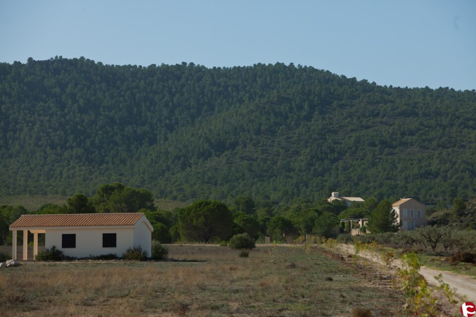 Innovador proyecto de reforestación en el Rincón del Moro