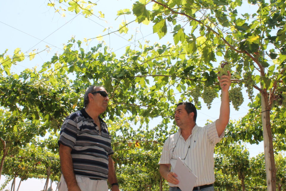 El Departamento de Seguros de ASAJA Alicante estima que se han perdido 60 millones sólo en cítricos por el calor