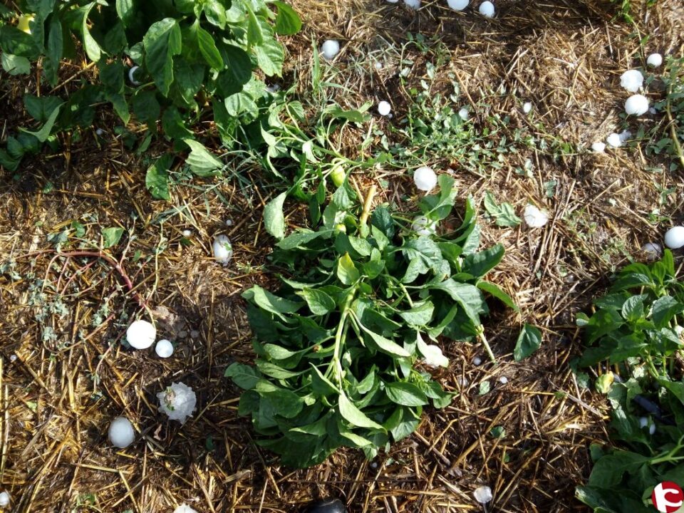 El pedrisco arrasa infraestructuras y daña la uva de vino