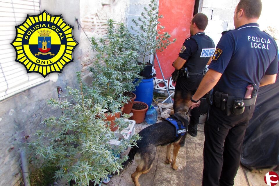 Intervención de la Policia Local de Onil en el día de ayer por cultivo de marihuana
