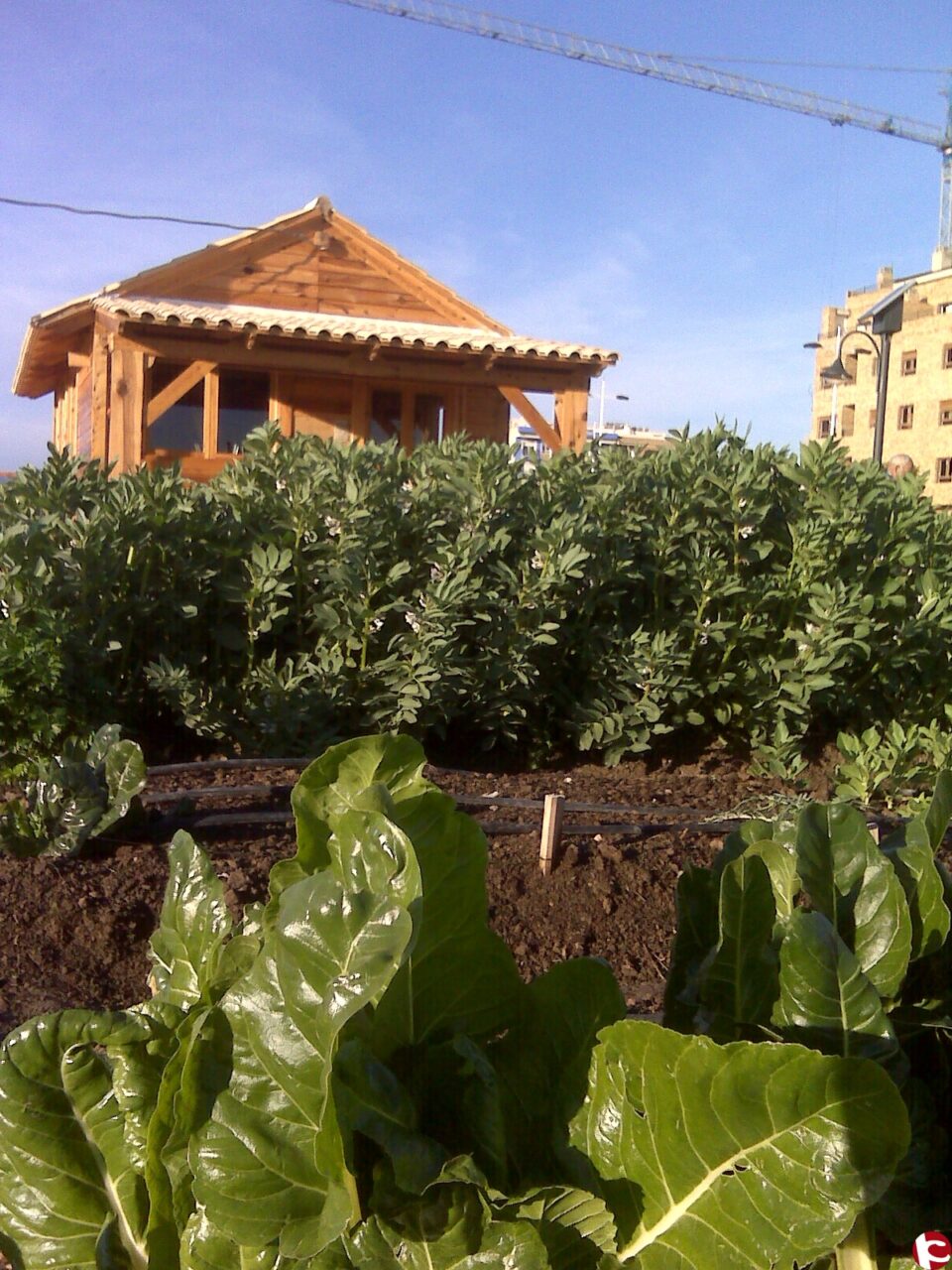 El Ayuntamiento de Novelda y la Asociación de Huertos Ecológicos de Novelda han organizado la Jornada de puertas abiertas y convivencia a celebrar el próximo sábado 12 de diciembre.