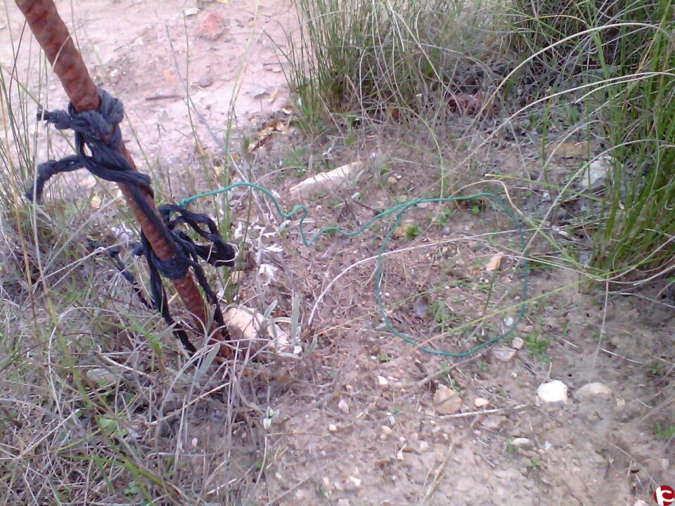 COMUNICADO DE LA CONCEJALÍA DE POLÍTICAS ANIMALISTAS SOBRE EL USO DE LAZOS ILEGALES EN EL TÉRMINO DE VILLENA