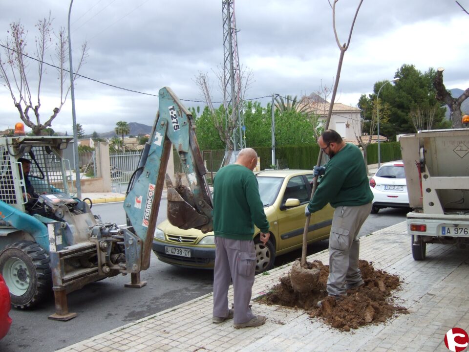 Plantación del arbolado donado por un vecino de Novelda