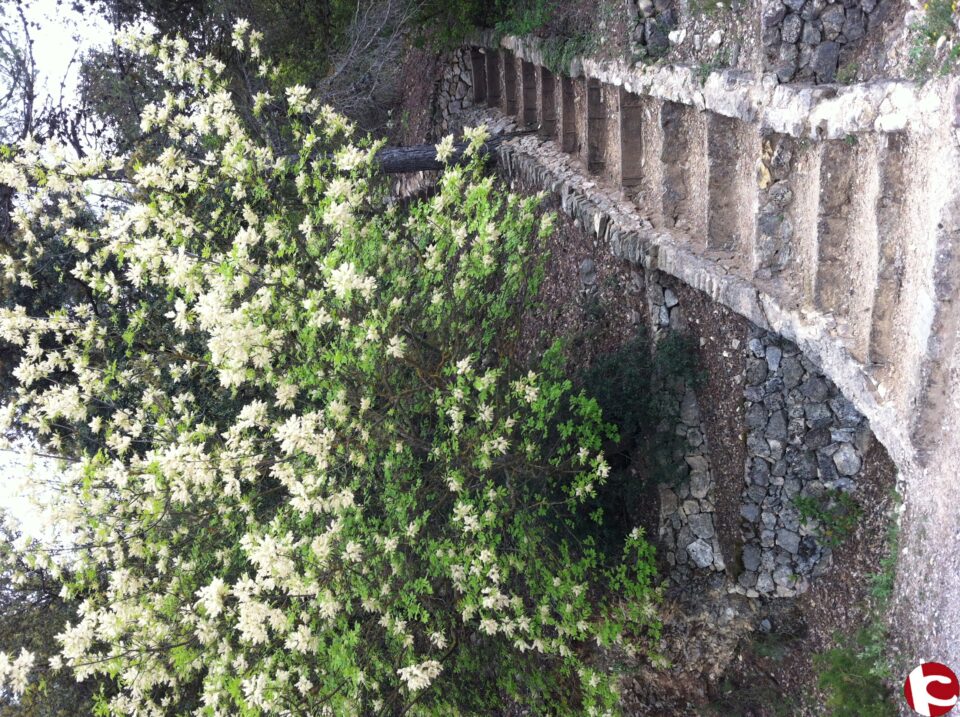 Més de 900 espècies de flora poden reconèixer-se en el Parc Natural del Carrascar de la Font Roja
