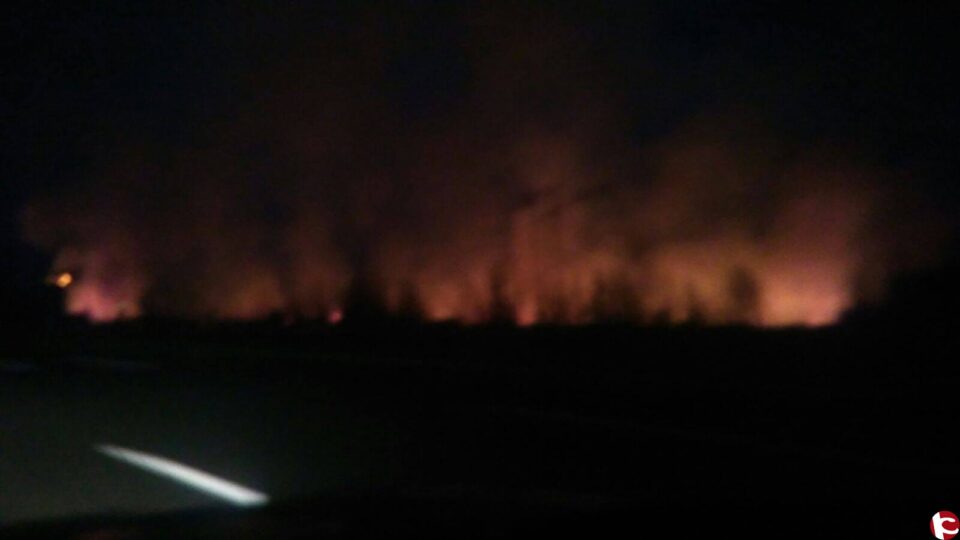 Un incendio intencionado calcina dos hectáreas de cañar en el río Vinalopó