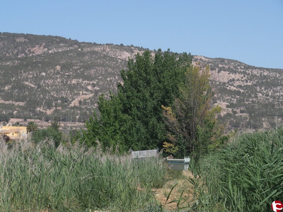 La grafiosis del olmo obliga a cortar una veintena de ejemplares en el humedal del Prado