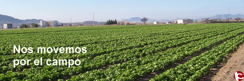 Arranca la campaña de la uva de mesa del Vinalopó marcada por los costes de producción
