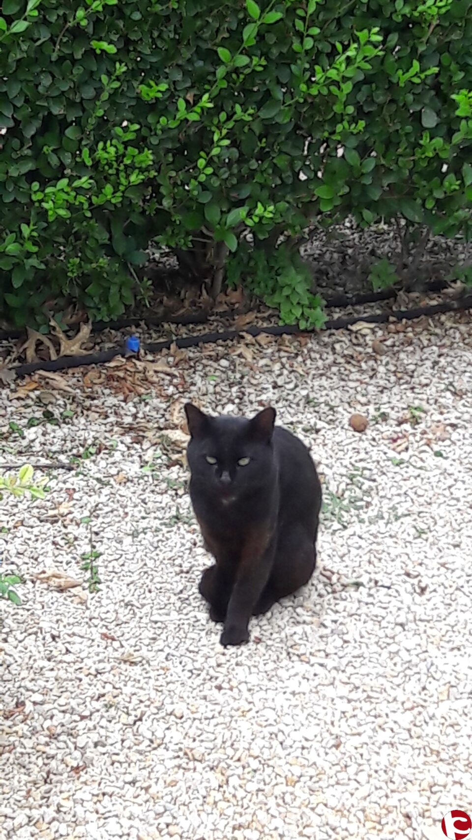 INICIATIVA PIONERA EN BIAR PARA EL CONTROL Y PROTECCIÓN DE LOS GATOS CALLEJEROS