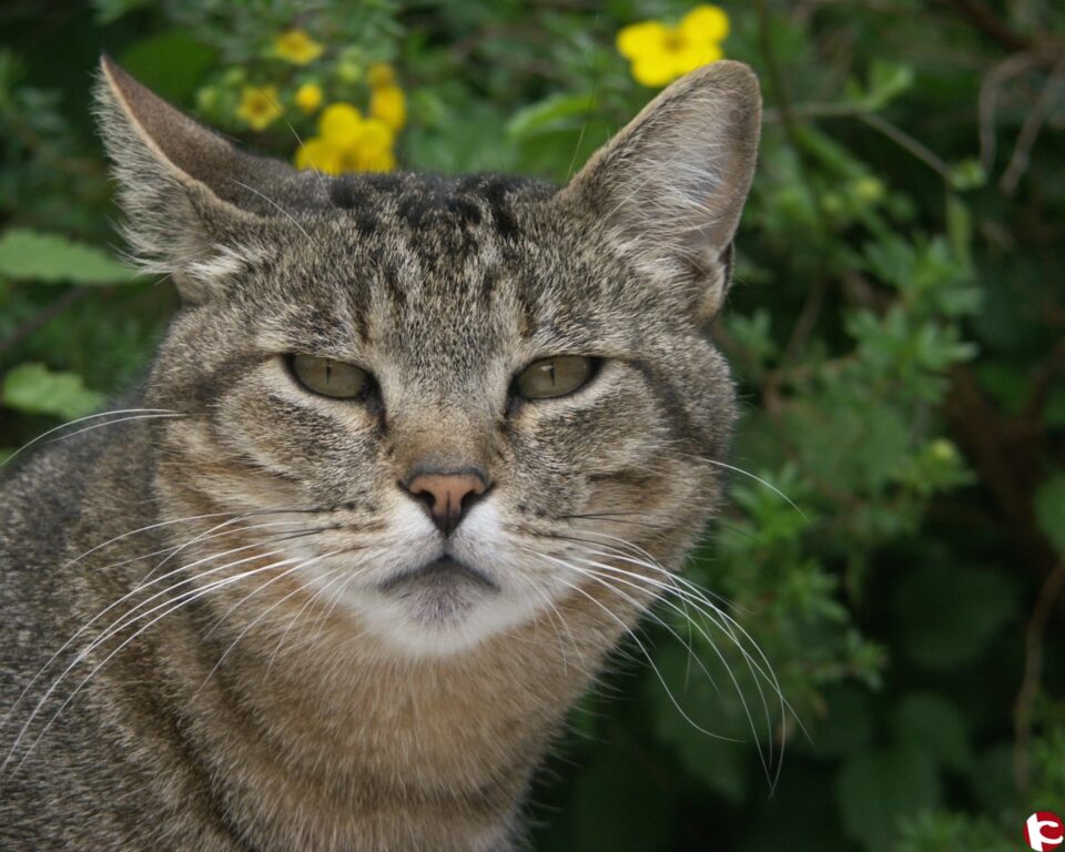 Un total de 66 municipios se acoge al plan de ayudas para el control de colonias urbanas de gatos callejeros impulsado por la Diputación