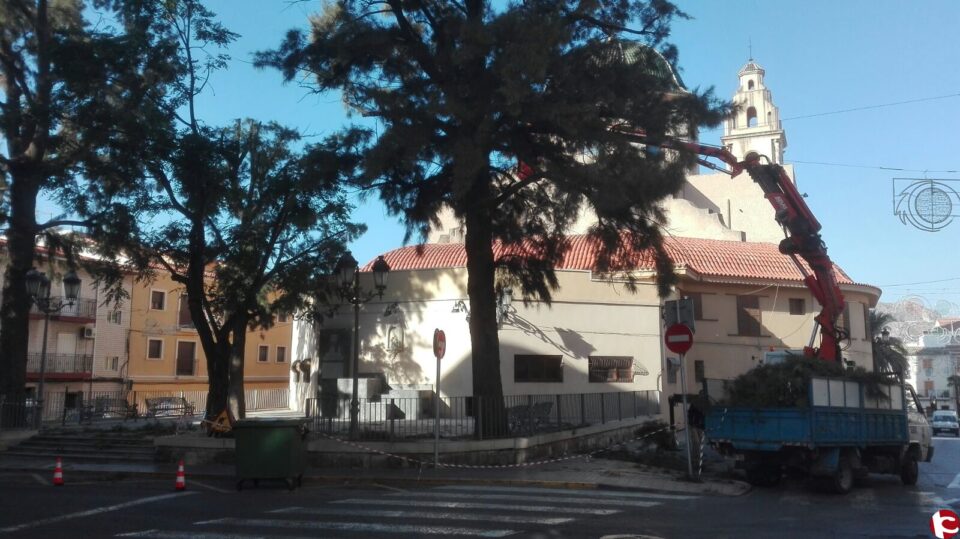 El Ayuntamiento saca a concurso el contrato del servicio de poda de árboles y palmeras en parques y jardines de la ciudad