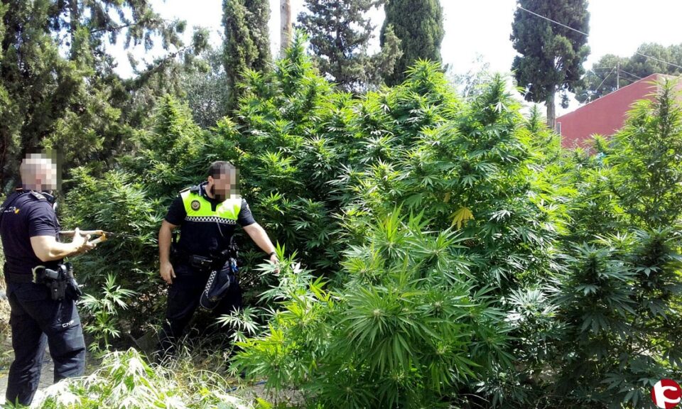 La Unidad Canina de Elda colabora en la incautación de 109 plantas de marihuana en Petrer
