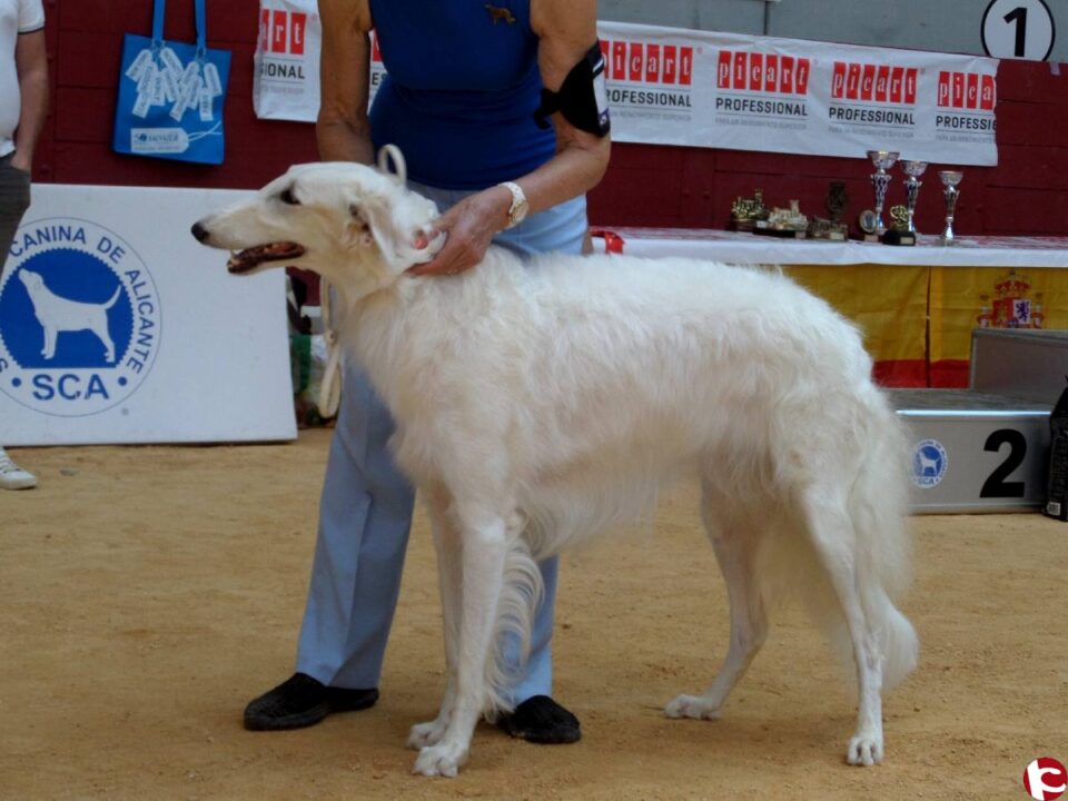 Reportaje del Concurso Nacional Canino Ciudad de VIllena