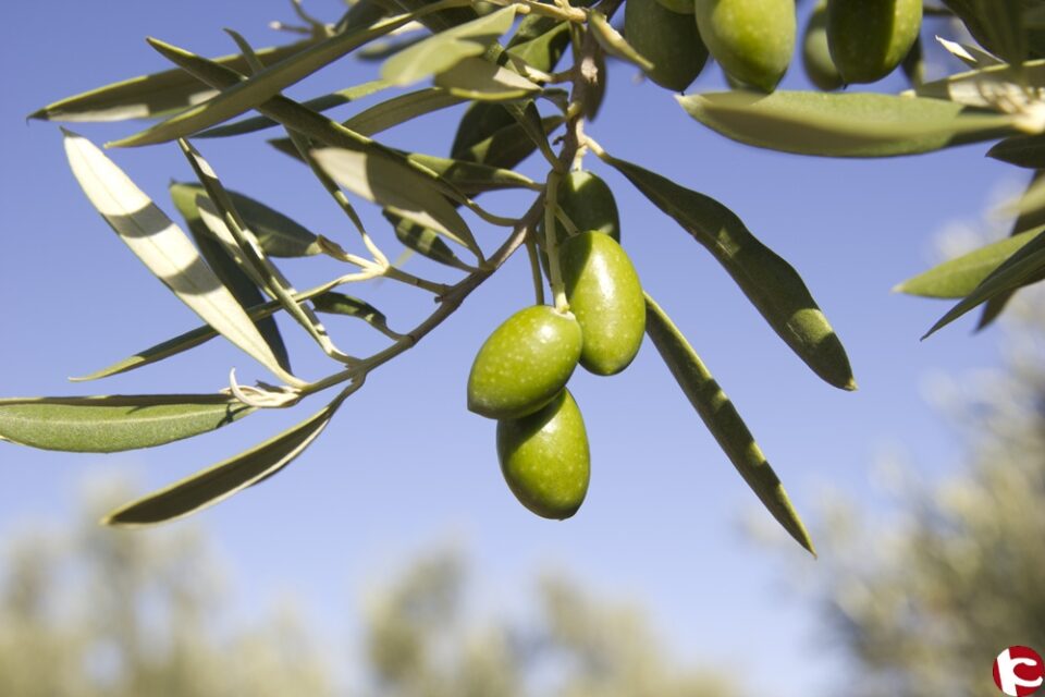 Firma del convenio de colaboración CIP FP BATOI de Alcoy con Almazara San Cristóbal de Cañada
