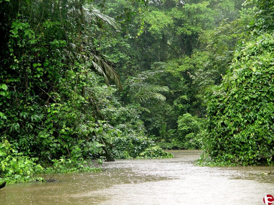 Investigadors del Centre Iberoamericà de la Biodiversitat (CIBIO) de la Universitat d´Alacant descobreixen 57 espècies noves d´insectes a les selves de Costa Rica