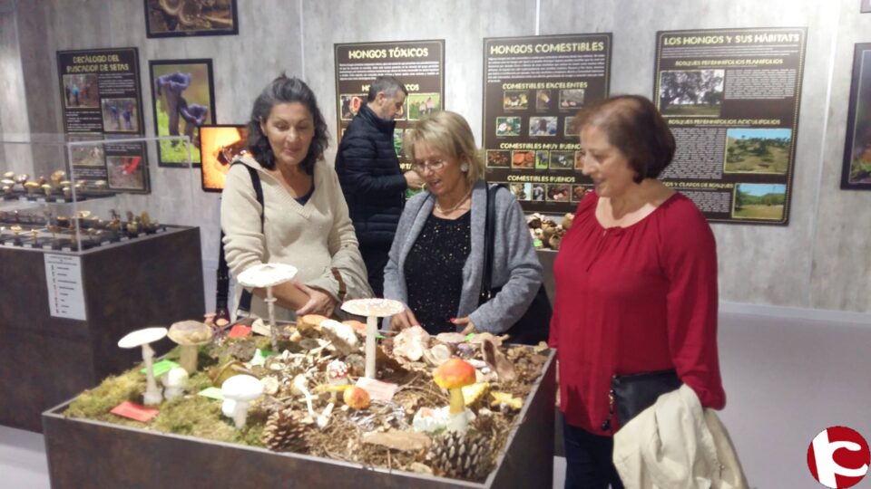 Se inician en Ibi las XI Jornadas Micológicas