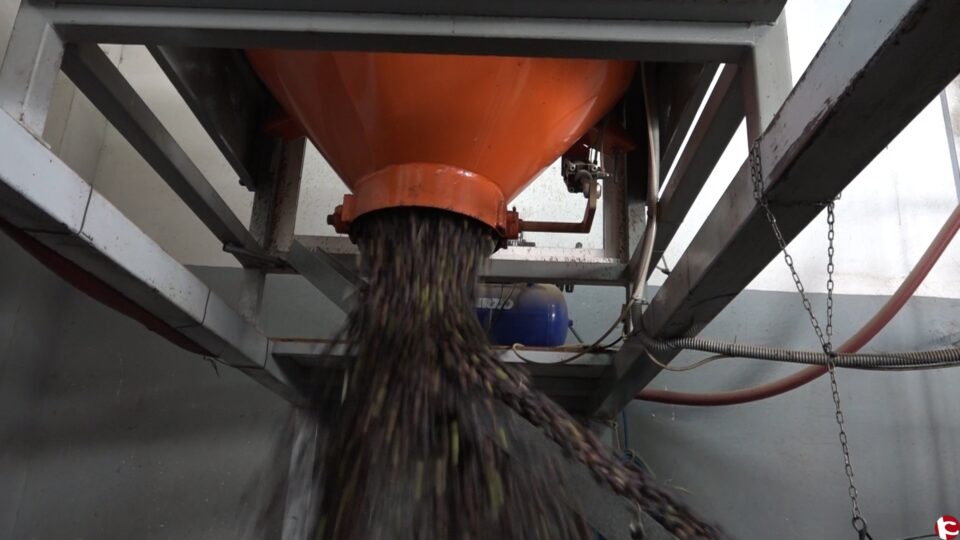 La Cooperativa Agrícola abrió este lunes la almazara para la campaña de la aceituna