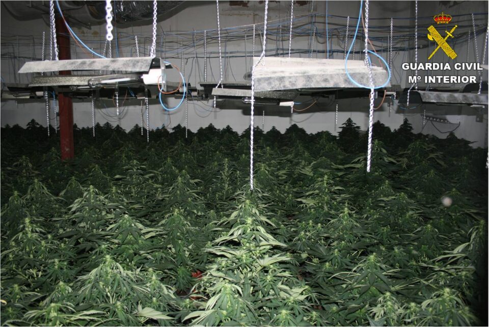 La Guardia Civil desarticula en Sax una elaboradísima plantación indoor de marihuana.