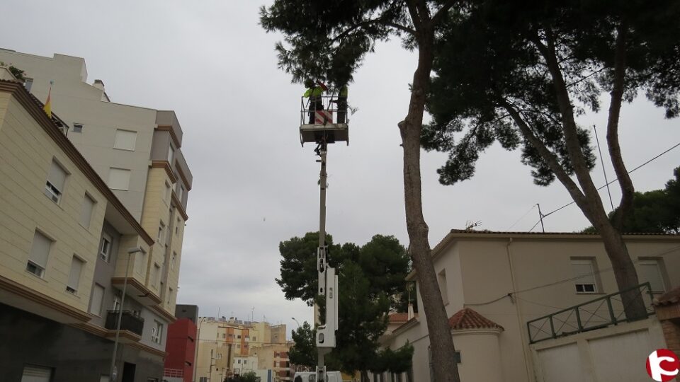 Finalizan los trabajos de poda de altura en los pinos de la Guardia Civil de Sax