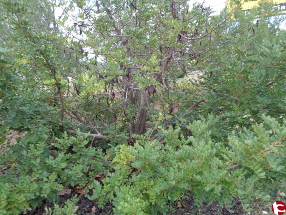 ALGARROBOS EN BIAR de Justo Román Soriano