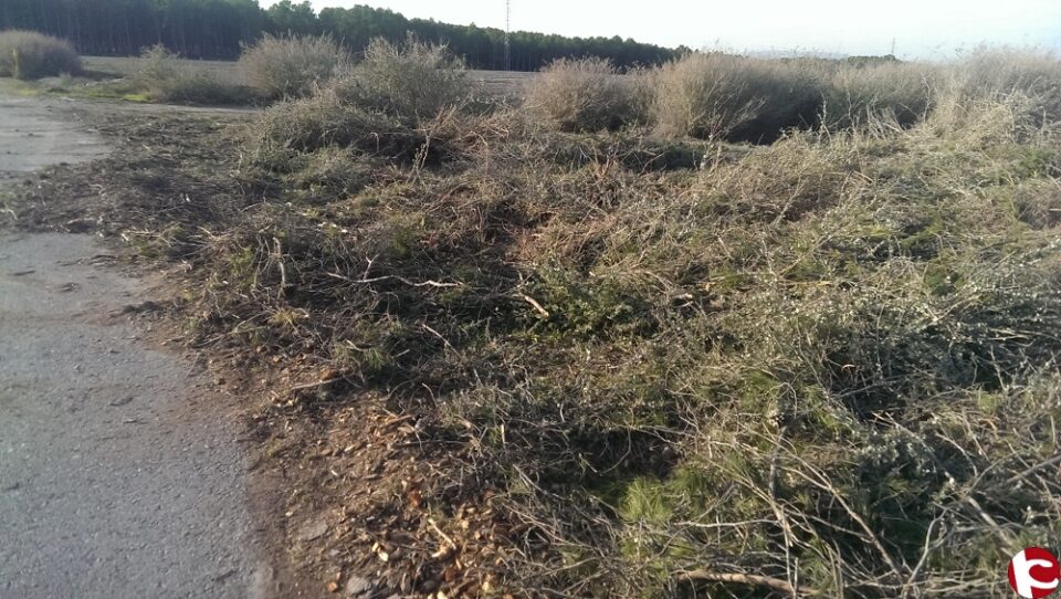 El PSOE denuncia la tala de más de 300 pinos en la zona de los Prados de Galeno