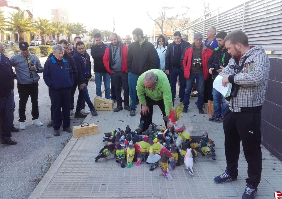 Aspe acoge el campeonato comarcal de colombicultura