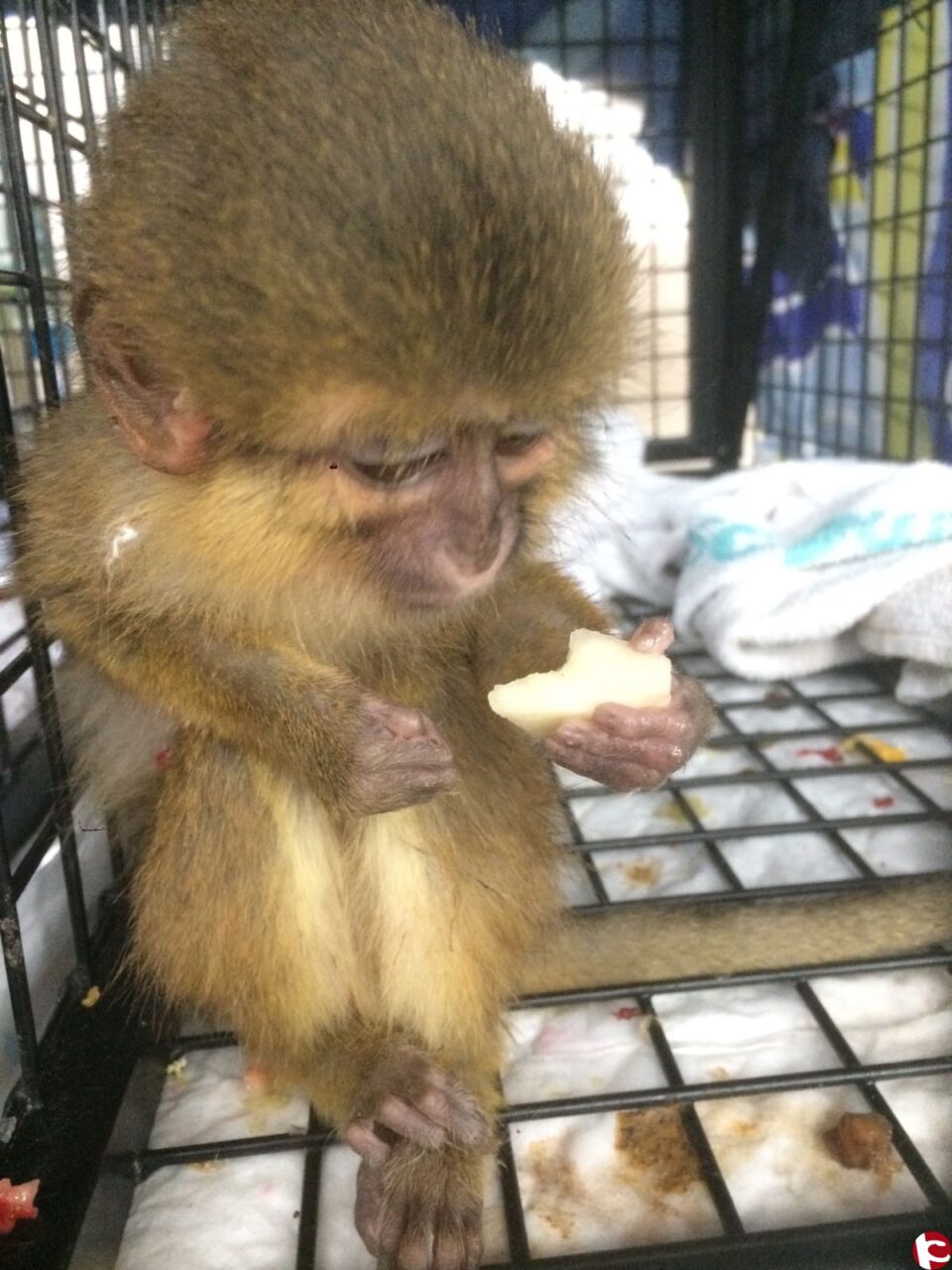 Los primates incautados por el Seprona en una maleta