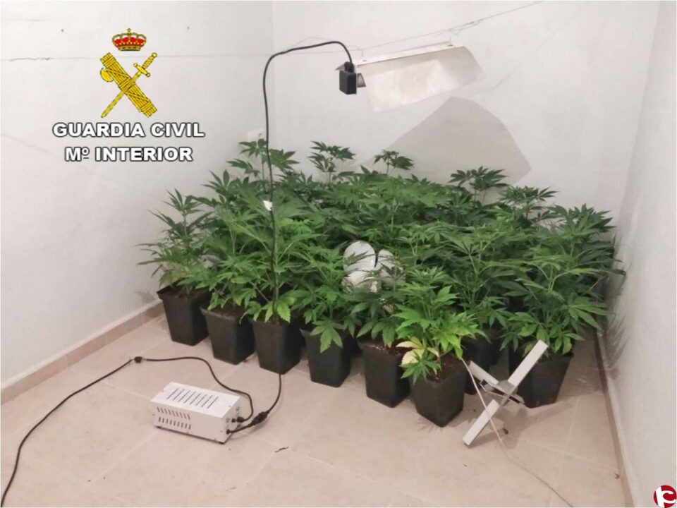 La Guardia Civil descubre en Aspe una plantación indoor en una casa abandonada propiedad de una entidad bancaria