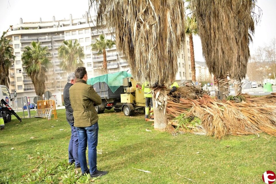 El Ayuntamiento arregla las palmeras de la plaza del Ejército Español y el colegio Santo Negro a petición popular.