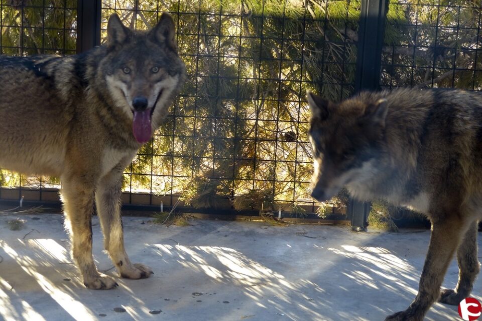 Cuatro lobos de los Cárpatos acaban de llegar a la Fundación AAP Primadomus